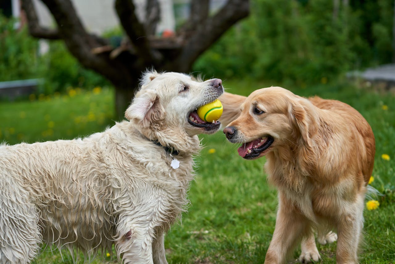 our-journey-01 Two playful golden retrievers having fun with a ball in an outdoor garden setting.