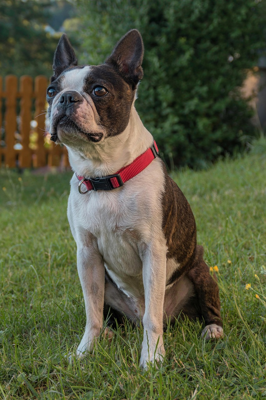 boston terrier, yard, dog, lawn, domestic animal, purebred dog, canine, animal, nature, outdoors, pet