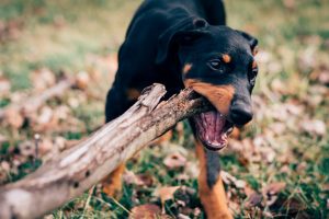 about-me-02 dog-eating-wood-log-cufsb0dh9xs