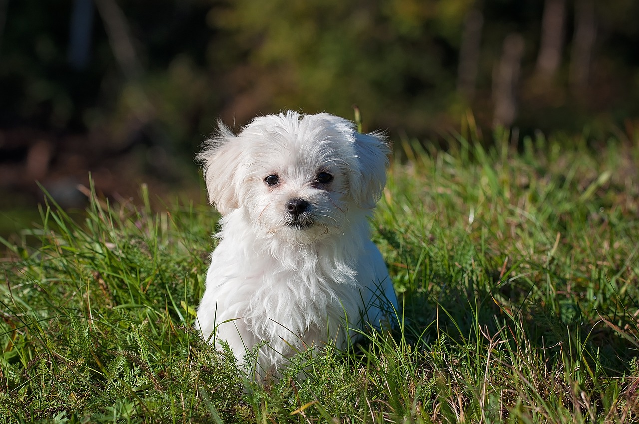 about-me-01 maltese, dog, nature, puppy, small dog, white dog, young, pet, animal, young dog, domestic dog, canine, mammal, cute, adorable, meadow, outdoors, portrait, animal portrait