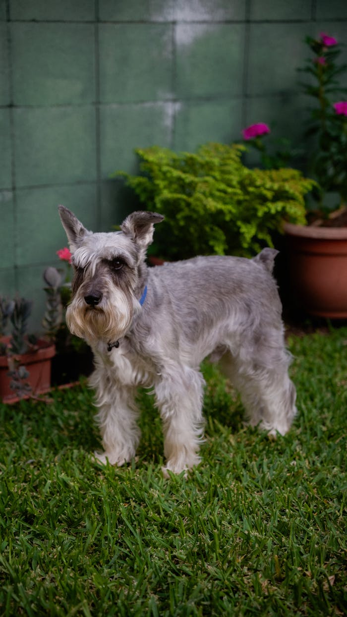 our-journey-02 Cute schnauzer standing in a lush green yard with potted plants in Ciudad de Guatemala.